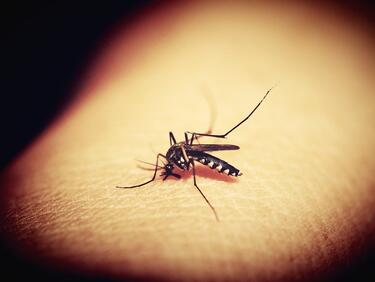 Предупреждават за настъпление на треската денга в Европа
