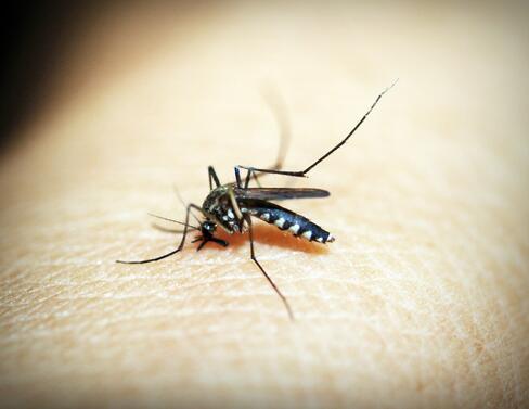 Комарите са най разпространените насекоми в света и често са източник