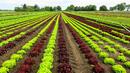 ЕК одобри българска схема за подпомагане на земеделци за 16 млн. лева
