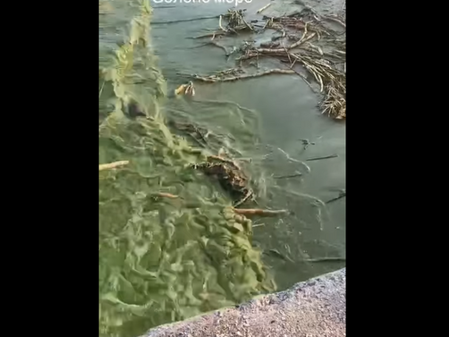 Страшни кадри от жестоко замърсяване на водите на Черно море