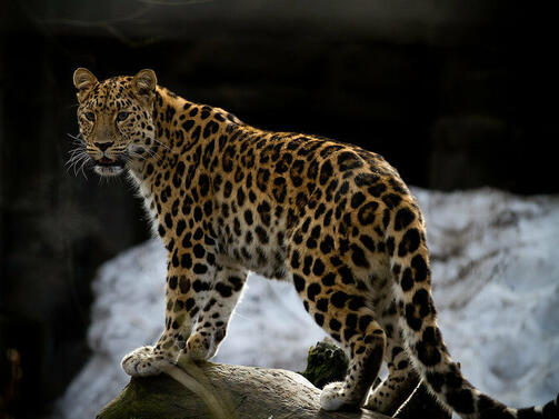 Леопард от зоологическата градина в Стара Загора е избягал от клетката