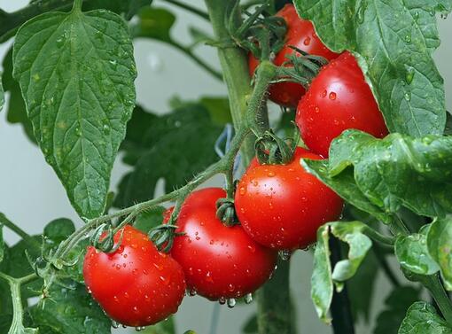 Създадени са четири нови сорта български домати – два от тях са
