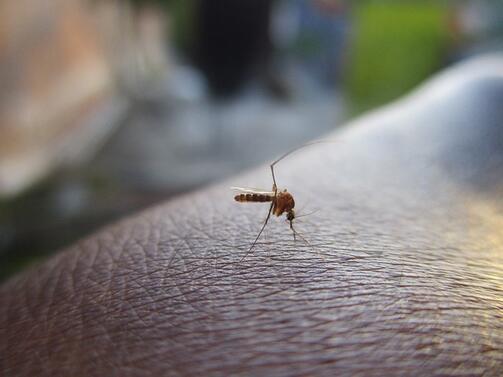 Кипър се бори с нашествшието от комари, пренасящи болести, като
