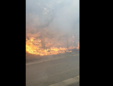 Гори голям пожар в борова гора между Ветрен и Банево (ВИДЕО)