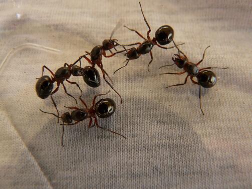 Червената огнена мравка, един от най-инвазивните видове в света, е