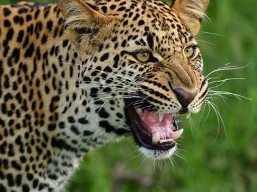 Опасно селфи! Леопард ухапа девойка в зоопарка във Варна