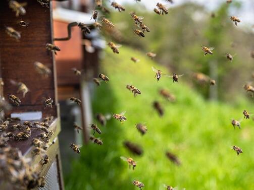 Протест и на пчелари имаше днес пред земеделското министерство с