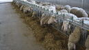 Фонд "Земеделие" започна изплащането на субсидиите на животновъдите
