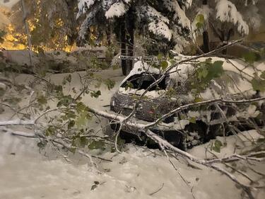 Над 800 са сигналите за паднали дървета и клони в София
