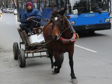 Кобила изрита дете. То бере душа