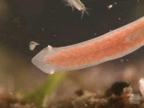 Странен извънземен червей беше открит след обилен снеговалеж в Индия