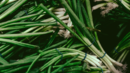 Зеленият лук – естествен букет от ползи за здравето