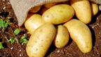 Обикновените картофи - лек за коксартроза и артрит
