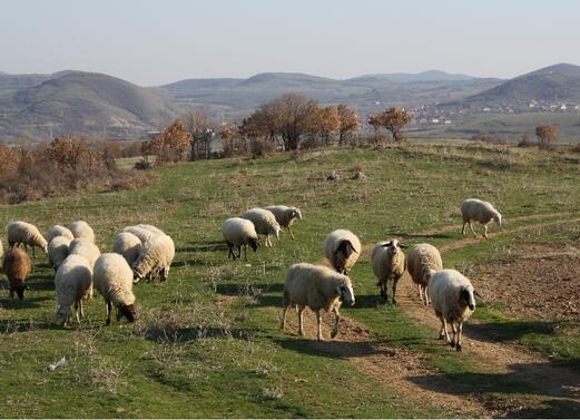 Разследват кражба на 15 овце от село Малък Поровец, община