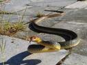 Змии налазиха Варна
