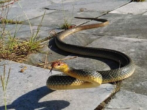 Все повече сигнали за змии във Варна Морската община е