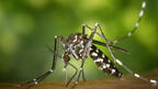 Тигровите комари вече са в Европа и България, носят екзотични зарази