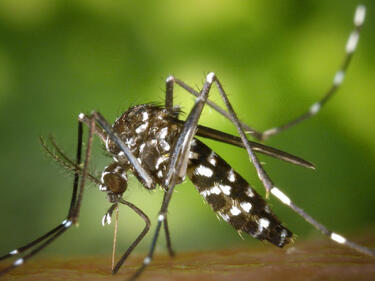 Тигровите комари вече са в Европа и България, носят екзотични зарази