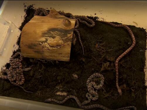 Змия която всички смятаха за мъжка роди 14 малки без