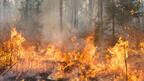 Два нови пожара пламнаха в Пловдивско, изгоряха 15 вили
