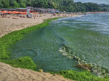 По морето ни цъфтят водорасли, заливат бреговете