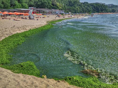 Множество водорасли затрупаха плажовете на юг предизвиквайки реакции сред туристите