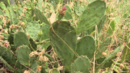 Нашествие на агресивни диворастящи кактуси у нас