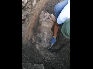 Откриха торса на статуята на Херакъл в Хераклея Синтика (ВИДЕО)
