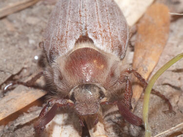 Български учени откриха пещерни бръмбари в Албания
