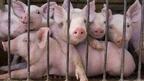 Свиневъдите губят по 40 евро на прасе