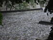 Валежи и гръмотевични бури по планините и в Източна България