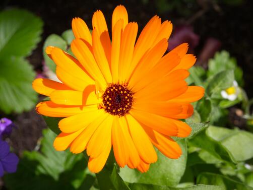 Учени от САЩ са установили че невенът Calendula officinalis известен