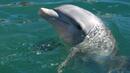 Намериха мъртъв делфин на плажа край Лозенец
