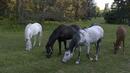 В Крумовградско заселиха първите диви коне у нас
