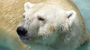 Нова опасност пред полярните мечки