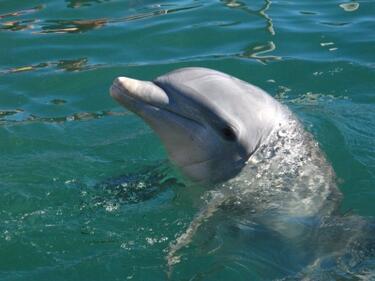 Знаят ли делфините какво е смъртта?