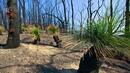Пожари в Австралия "родиха" нови растения