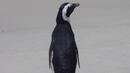 Пингвин се озова на около 5000 км от дома