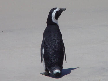 Пингвин се озова на около 5000 км от дома