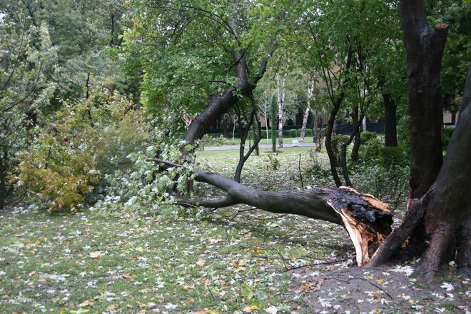 Валежи и силен вятър затварят училищата във Варна