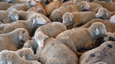 5000 овце превзеха улиците на Мадрид