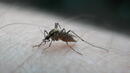Генно модифицирани комари оцеляха за първи път на свобода
