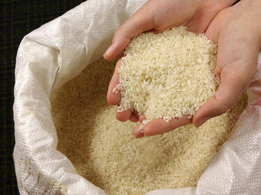 В бъдещето: Ще се печем на столове от ориз или спанак