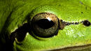 Вампирска летяща жаба живее във Виетнам
