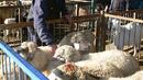 Проверяват за шап домашните животни в Бургаско