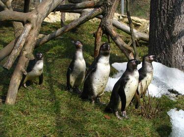 Разделиха гей пингвини в зоопарк
