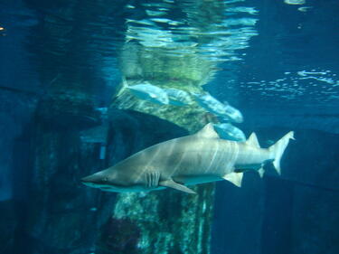 ЕК иска забрана на жестока практика при улова на акули