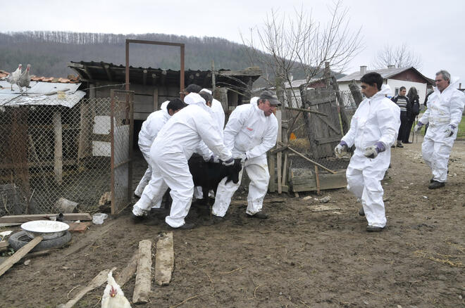 Жителите на село Кости не си дават животните