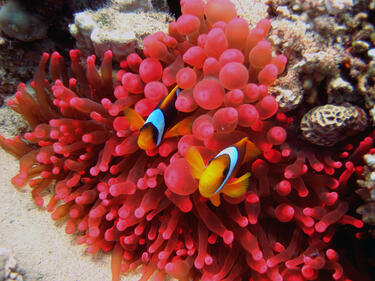 Кораловите рифове могат да изчезнат до 50 години
