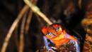 Шест вида изчезнали жаби бяха открити в Хаити